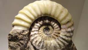 古生物学入门 Introduction to Paleontology