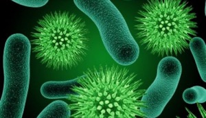 我们看不到的细菌的世界 The World of Bacteria